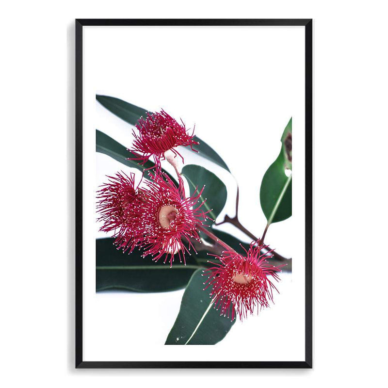 Eucalyptus Flower-The Paper Tree-australian native,floral,flower,flowers,gum leaves,gum tree,native flowers,pink flower,portrait,premium art print,protea,red,wall art,Wall_Art,Wall_Art_Prints,waratah,wild flowers