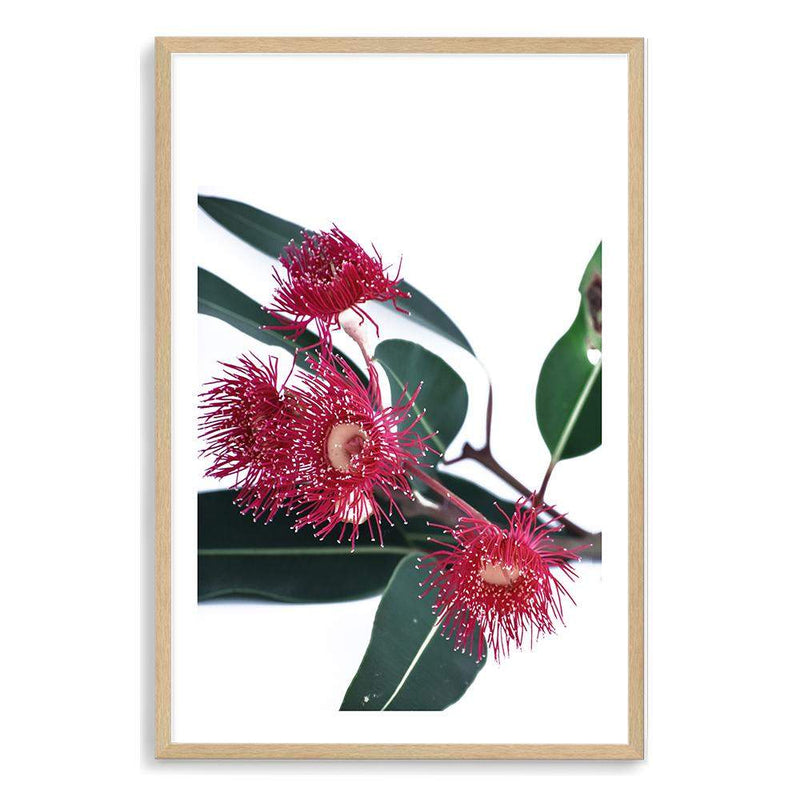 Eucalyptus Flower-The Paper Tree-australian native,floral,flower,flowers,gum leaves,gum tree,native flowers,pink flower,portrait,premium art print,protea,red,wall art,Wall_Art,Wall_Art_Prints,waratah,wild flowers