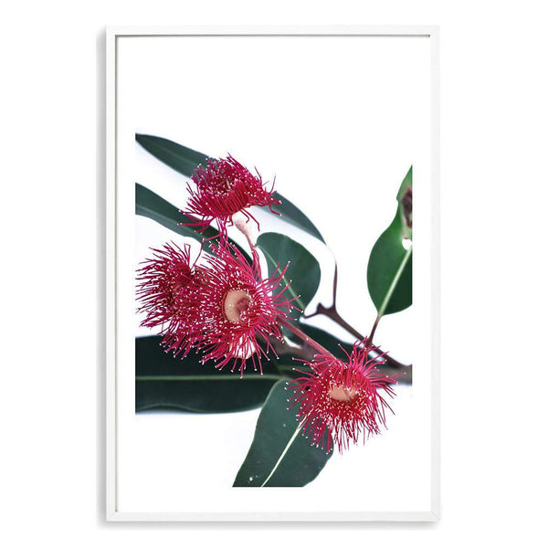 Eucalyptus Flower-The Paper Tree-australian native,floral,flower,flowers,gum leaves,gum tree,native flowers,pink flower,portrait,premium art print,protea,red,wall art,Wall_Art,Wall_Art_Prints,waratah,wild flowers