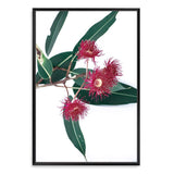 Eucalyptus Flower II-The Paper Tree-australian native,floral,flower,flowers,gum leaves,gum tree,native flowers,pink flower,portrait,premium art print,protea,red,wall art,Wall_Art,Wall_Art_Prints,waratah,wild flowers