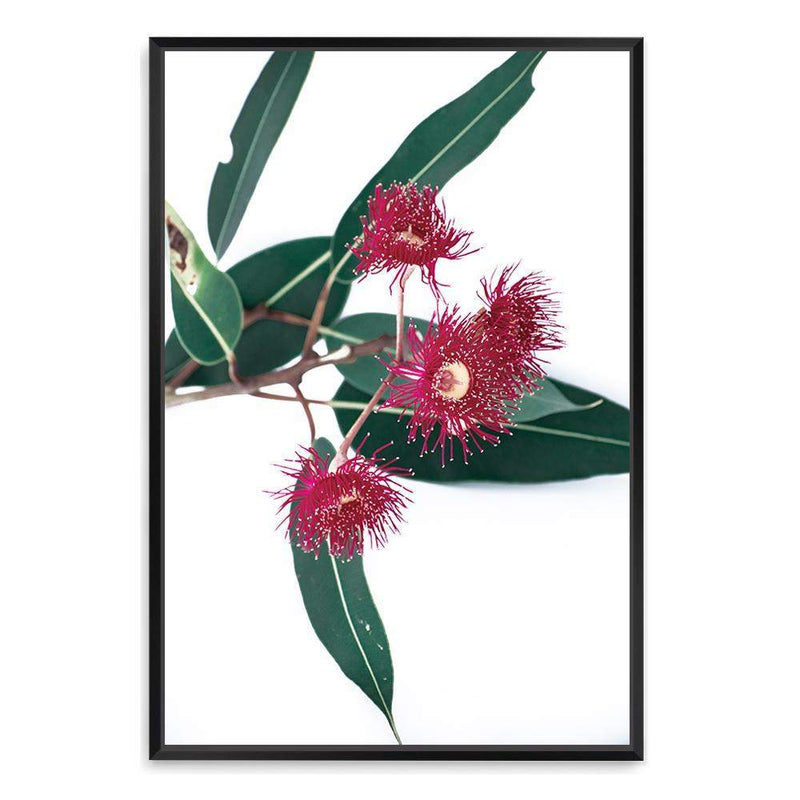 Eucalyptus Flower II-The Paper Tree-australian native,floral,flower,flowers,gum leaves,gum tree,native flowers,pink flower,portrait,premium art print,protea,red,wall art,Wall_Art,Wall_Art_Prints,waratah,wild flowers