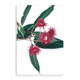 Eucalyptus Flower II-The Paper Tree-australian native,floral,flower,flowers,gum leaves,gum tree,native flowers,pink flower,portrait,premium art print,protea,red,wall art,Wall_Art,Wall_Art_Prints,waratah,wild flowers