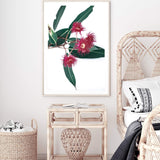 Eucalyptus Flower II-The Paper Tree-australian native,floral,flower,flowers,gum leaves,gum tree,native flowers,pink flower,portrait,premium art print,protea,red,wall art,Wall_Art,Wall_Art_Prints,waratah,wild flowers