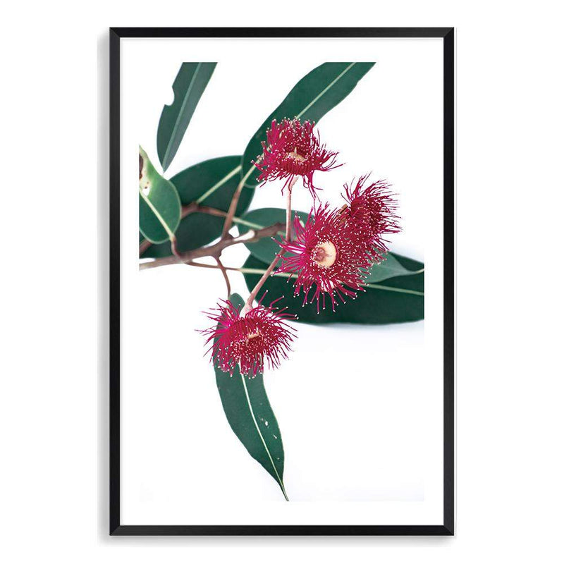 Eucalyptus Flower II-The Paper Tree-australian native,floral,flower,flowers,gum leaves,gum tree,native flowers,pink flower,portrait,premium art print,protea,red,wall art,Wall_Art,Wall_Art_Prints,waratah,wild flowers