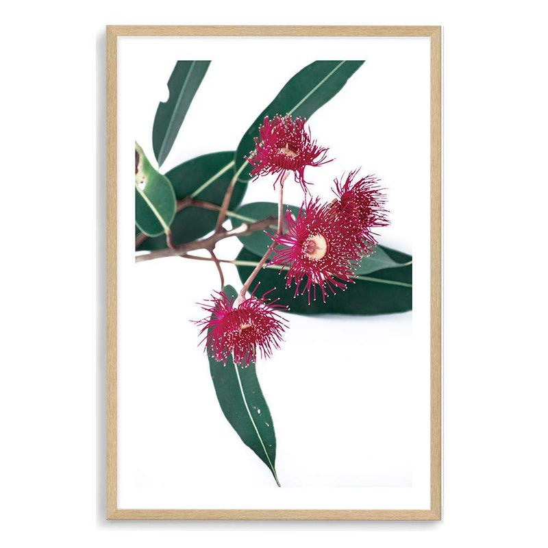 Eucalyptus Flower II-The Paper Tree-australian native,floral,flower,flowers,gum leaves,gum tree,native flowers,pink flower,portrait,premium art print,protea,red,wall art,Wall_Art,Wall_Art_Prints,waratah,wild flowers