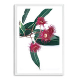 Eucalyptus Flower II-The Paper Tree-australian native,floral,flower,flowers,gum leaves,gum tree,native flowers,pink flower,portrait,premium art print,protea,red,wall art,Wall_Art,Wall_Art_Prints,waratah,wild flowers