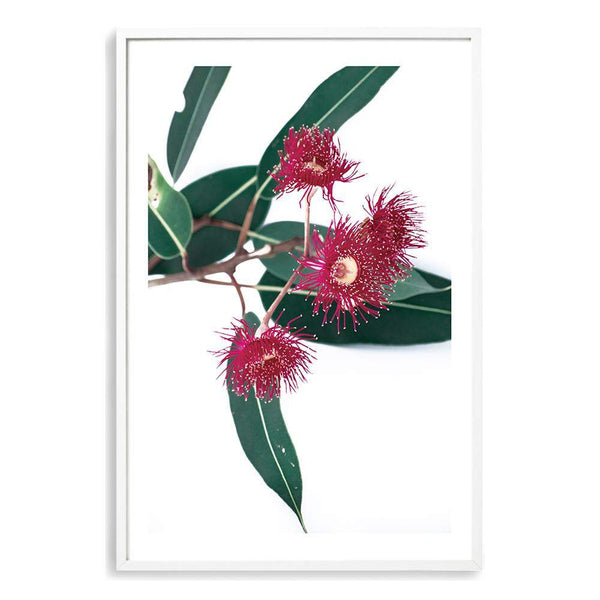 Eucalyptus Flower II-The Paper Tree-australian native,floral,flower,flowers,gum leaves,gum tree,native flowers,pink flower,portrait,premium art print,protea,red,wall art,Wall_Art,Wall_Art_Prints,waratah,wild flowers