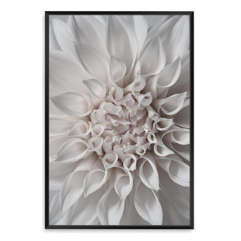 White Dahlia II-The Paper Tree-boho,DAHLIA,dahlia flower,feminine,Floral,flower,flowers,hamptons,neutral,portrait,premium art print,wall art,Wall_Art,Wall_Art_Prints,white