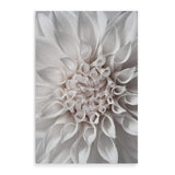 White Dahlia II-The Paper Tree-boho,DAHLIA,dahlia flower,feminine,Floral,flower,flowers,hamptons,neutral,portrait,premium art print,wall art,Wall_Art,Wall_Art_Prints,white