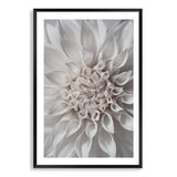 White Dahlia II-The Paper Tree-boho,DAHLIA,dahlia flower,feminine,Floral,flower,flowers,hamptons,neutral,portrait,premium art print,wall art,Wall_Art,Wall_Art_Prints,white