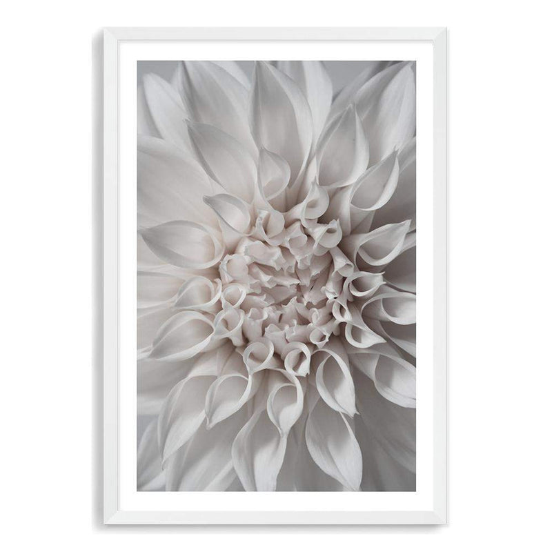 White Dahlia II-The Paper Tree-boho,DAHLIA,dahlia flower,feminine,Floral,flower,flowers,hamptons,neutral,portrait,premium art print,wall art,Wall_Art,Wall_Art_Prints,white