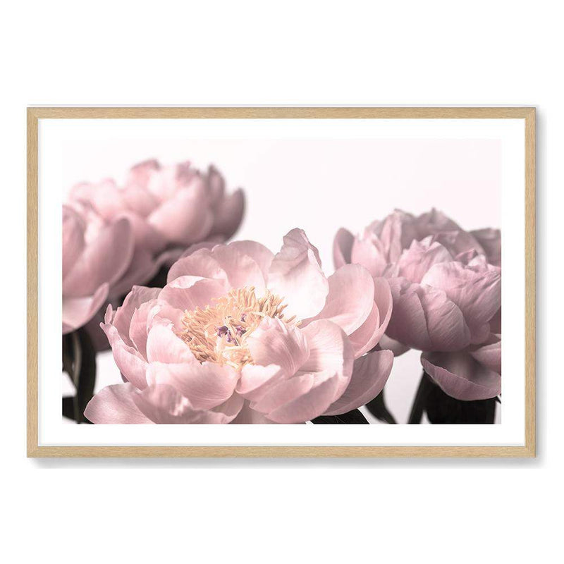 Peonies-The Paper Tree-dusty pink,floral,flower,france,french,landscape,muted tone,paris,pastel pink,peonies,peony,pink,premium art print,romantic,wall art,Wall_Art,Wall_Art_Prints