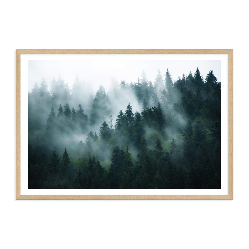 Misty Pine Forest Trees-The Paper Tree-america,australia,botanical,enchanting,forest,green,landscape,mist,mountains,nature,pine forest,pine trees,premium art print,tree,trees,wall art,Wall_Art,Wall_Art_Prints