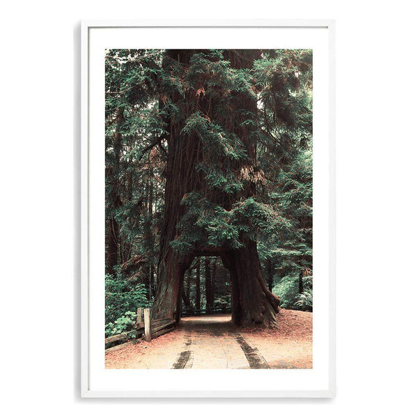 Redwood Tree-The Paper Tree-botanical,green,nature,orange,pine tree,portrait,premium art print,redwood,redwood tree,tan,tree,tree trunk,trees,trunk,wall art,Wall_Art,Wall_Art_Prints