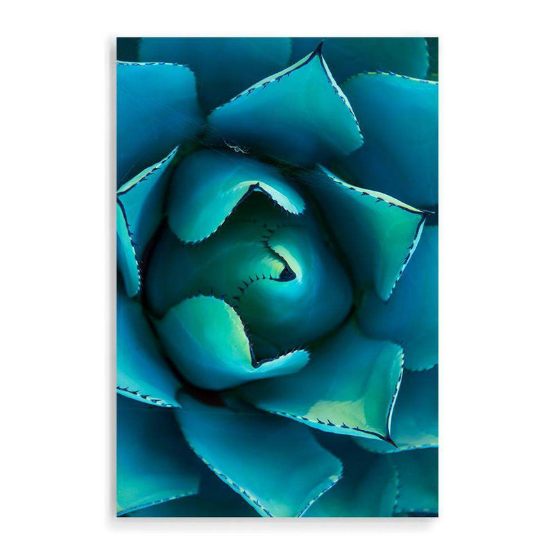 Teal Succulent-The Paper Tree-blue,botanical,cacti,cactus,colourful,portrait,premium art print,spider,succulent,teal,vibrant,wall art,Wall_Art,Wall_Art_Prints,web