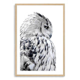 White Owl-The Paper Tree-animal,bird,black & white,black and white,boho,feathers,hamptons,harry potter,hedwig,monochrome,nature,owl,portrait,premium art print,wall art,Wall_Art,Wall_Art_Prints,white