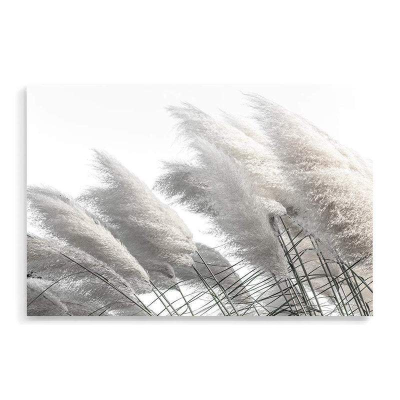 Coastal Pampas Grass-The Paper Tree-boho,botanical,Coastal,grass,hamptons,landscape,leaf,leaves,Muted Tone,Natural,nature,neutral,pampas grass,premium art print,reeds,tall grass,wall art,Wall_Art,white