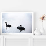 Black Swan-The Paper Tree-animals,Art_Prints,australia,australian,Australian animals,australian art,BIRD,Birds,black,black swan,coastal,COASTAL ART,Designer,hamptons,lake,landscape,nature,ocean,premium art print,swan,swans,wall art,Wall_Art,Wall_Art_Prints,water