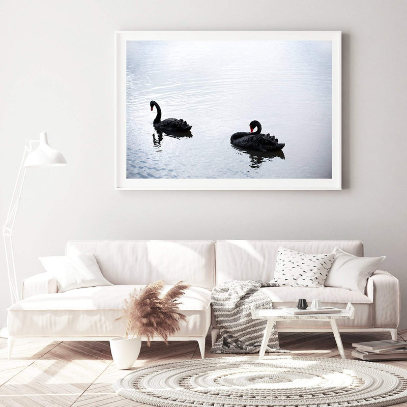 Black Swan-The Paper Tree-animals,Art_Prints,australia,australian,Australian animals,australian art,BIRD,Birds,black,black swan,coastal,COASTAL ART,Designer,hamptons,lake,landscape,nature,ocean,premium art print,swan,swans,wall art,Wall_Art,Wall_Art_Prints,water