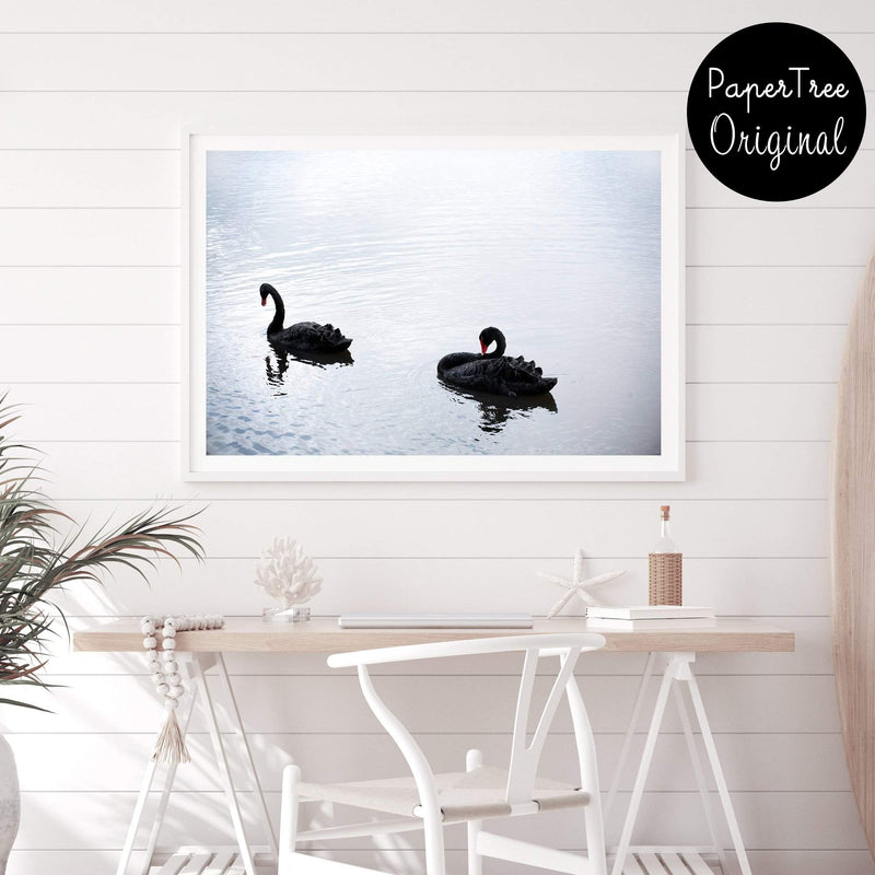 Black Swan-The Paper Tree-animals,Art_Prints,australia,australian,Australian animals,australian art,BIRD,Birds,black,black swan,coastal,COASTAL ART,Designer,hamptons,lake,landscape,nature,ocean,premium art print,swan,swans,wall art,Wall_Art,Wall_Art_Prints,water