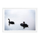 Black Swan-The Paper Tree-animals,Art_Prints,australia,australian,Australian animals,australian art,BIRD,Birds,black,black swan,coastal,COASTAL ART,Designer,hamptons,lake,landscape,nature,ocean,premium art print,swan,swans,wall art,Wall_Art,Wall_Art_Prints,water