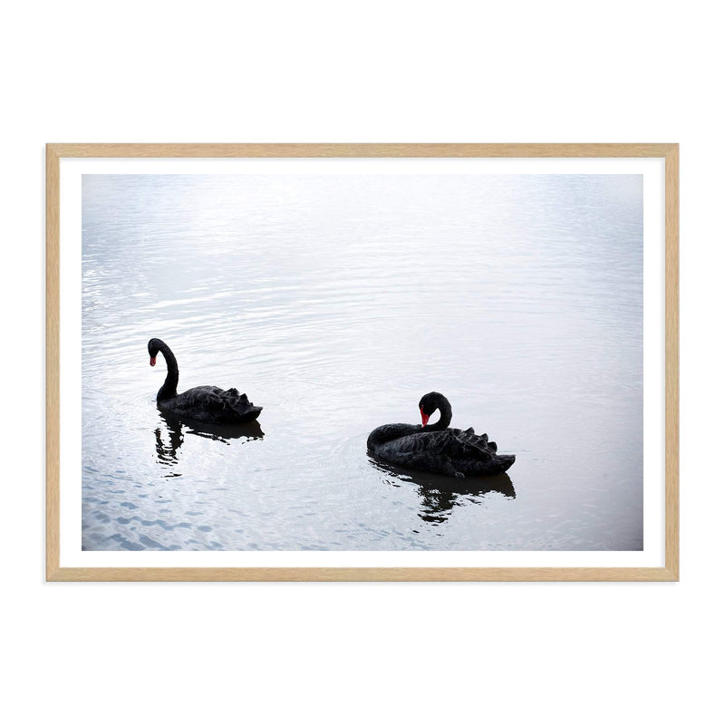 Black Swan-The Paper Tree-animals,Art_Prints,australia,australian,Australian animals,australian art,BIRD,Birds,black,black swan,coastal,COASTAL ART,Designer,hamptons,lake,landscape,nature,ocean,premium art print,swan,swans,wall art,Wall_Art,Wall_Art_Prints,water