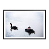 Black Swan-The Paper Tree-animals,Art_Prints,australia,australian,Australian animals,australian art,BIRD,Birds,black,black swan,coastal,COASTAL ART,Designer,hamptons,lake,landscape,nature,ocean,premium art print,swan,swans,wall art,Wall_Art,Wall_Art_Prints,water