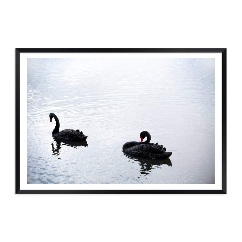 Black Swan-The Paper Tree-animals,Art_Prints,australia,australian,Australian animals,australian art,BIRD,Birds,black,black swan,coastal,COASTAL ART,Designer,hamptons,lake,landscape,nature,ocean,premium art print,swan,swans,wall art,Wall_Art,Wall_Art_Prints,water