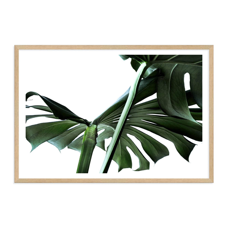 Monstera Leaves IIII-The Paper Tree-botanical,dark green,green,jungle,landscape,leaf,leaves,minimal,modern,monstera,premium art print,scandi,wall art,Wall_Art,Wall_Art_Prints