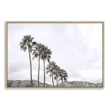 Californian Palms II-The Paper Tree-america,blue,blue sky,bohemian,boho,botanical,california,cloud,clouds,desert,horizon,landscape,palm,palm frond,palm springs,palm tree,premium art print,sky,tree,trees,usa,wall art,Wall_Art,Wall_Art_Prints