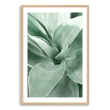 Agave-The Paper Tree-agave,botanical,cacti,cactus,colourful,green,leaf,muted tone,portrait,premium art print,succulent,wall art,Wall_Art,Wall_Art_Prints,web