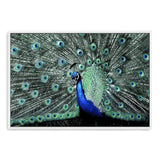 Percy The Peacock II-The Paper Tree-Abstract,animal,Artwork,BIRD,blue,feathers,green,landscape,PEACOCK,premium art print,teal,wall art,Wall_Art,Wall_Art_Prints