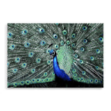 Percy The Peacock II-The Paper Tree-Abstract,animal,Artwork,BIRD,blue,feathers,green,landscape,PEACOCK,premium art print,teal,wall art,Wall_Art,Wall_Art_Prints