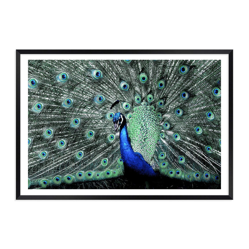 Percy The Peacock II-The Paper Tree-Abstract,animal,Artwork,BIRD,blue,feathers,green,landscape,PEACOCK,premium art print,teal,wall art,Wall_Art,Wall_Art_Prints