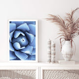 Winter Blue Succulent-The Paper Tree-blue,botanical,cacti,cactus,colourful,portrait,powder blue,premium art print,spider,succulent,vibrant,wall art,Wall_Art,Wall_Art_Prints,web,winter,winter blue