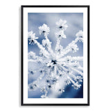 Winter Blooms-The Paper Tree-blue,botanical,colourful,floral,frost,ice,portrait,powder blue,premium art print,umbrella flower,vibrant,wall art,Wall_Art,Wall_Art_Prints,web,winter,winter blue