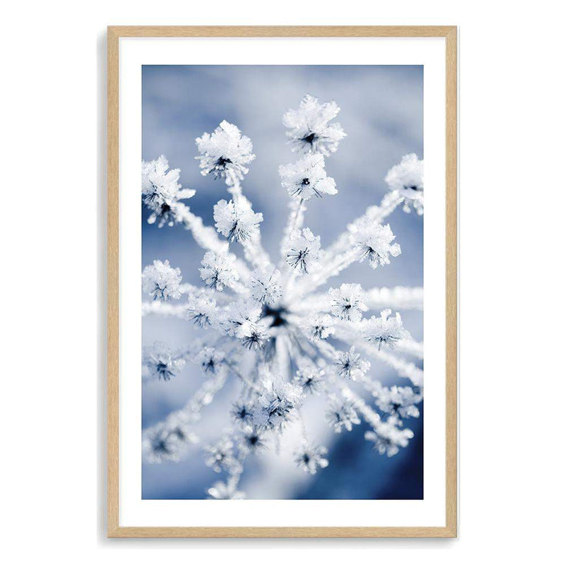 Winter Blooms-The Paper Tree-blue,botanical,colourful,floral,frost,ice,portrait,powder blue,premium art print,umbrella flower,vibrant,wall art,Wall_Art,Wall_Art_Prints,web,winter,winter blue