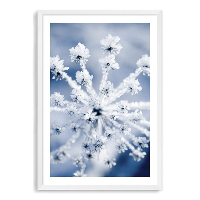 Winter Blooms-The Paper Tree-blue,botanical,colourful,floral,frost,ice,portrait,powder blue,premium art print,umbrella flower,vibrant,wall art,Wall_Art,Wall_Art_Prints,web,winter,winter blue