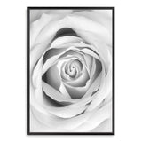 Rose-The Paper Tree-black & white,BLACK AND WHITE,feminine,floral,flower,hamptons,monochrome,petals,portrait,premium art print,rose,roses,wall art,Wall_Art,Wall_Art_Prints