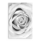 Rose-The Paper Tree-black & white,BLACK AND WHITE,feminine,floral,flower,hamptons,monochrome,petals,portrait,premium art print,rose,roses,wall art,Wall_Art,Wall_Art_Prints