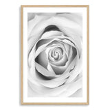 Rose-The Paper Tree-black & white,BLACK AND WHITE,feminine,floral,flower,hamptons,monochrome,petals,portrait,premium art print,rose,roses,wall art,Wall_Art,Wall_Art_Prints