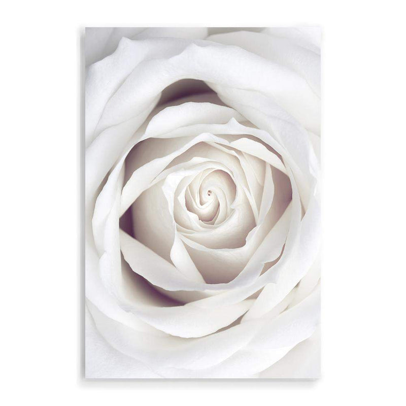 White Rose-The Paper Tree-boho,feminine,floral,flower,hamptons,neutral,petals,portrait,premium art print,rose,roses,wall art,Wall_Art,Wall_Art_Prints,white,white rose