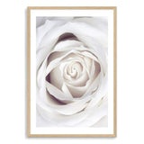 White Rose-The Paper Tree-boho,feminine,floral,flower,hamptons,neutral,petals,portrait,premium art print,rose,roses,wall art,Wall_Art,Wall_Art_Prints,white,white rose