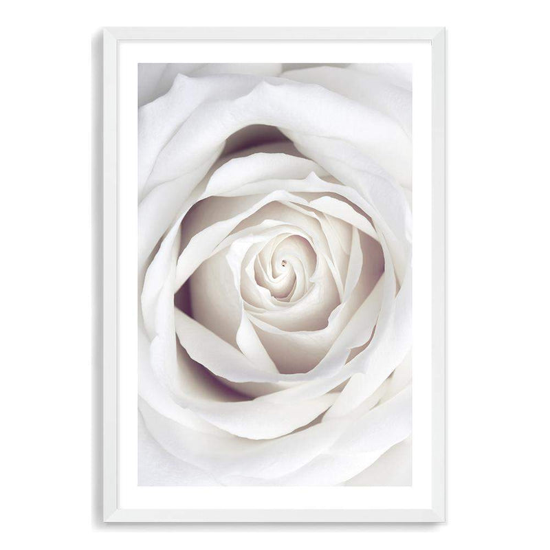 White Rose-The Paper Tree-boho,feminine,floral,flower,hamptons,neutral,petals,portrait,premium art print,rose,roses,wall art,Wall_Art,Wall_Art_Prints,white,white rose