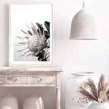 Blush Protea-The Paper Tree-blooms,blush,dusty pink,floral,flower,flowers,hamptons,pink,pink flower,pink protea,portrait,premium art print,protea,protea flower,protea flowers,wall art,Wall_Art,Wall_Art_Prints