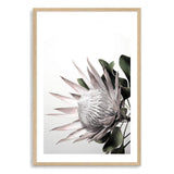 Blush Protea-The Paper Tree-blooms,blush,dusty pink,floral,flower,flowers,hamptons,pink,pink flower,pink protea,portrait,premium art print,protea,protea flower,protea flowers,wall art,Wall_Art,Wall_Art_Prints