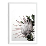 Blush Protea-The Paper Tree-blooms,blush,dusty pink,floral,flower,flowers,hamptons,pink,pink flower,pink protea,portrait,premium art print,protea,protea flower,protea flowers,wall art,Wall_Art,Wall_Art_Prints