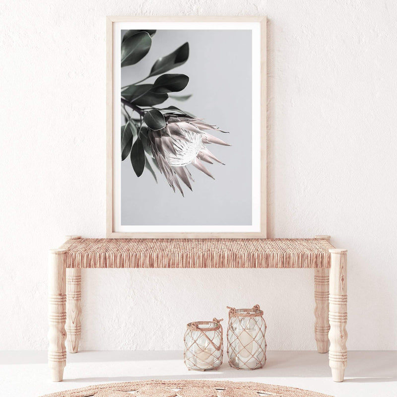 Blush Protea Flower-The Paper Tree-blooms,blush,dusty pink,floral,flower,flowers,hamptons,pink,pink flower,pink protea,portrait,premium art print,protea,protea flower,protea flowers,wall art,Wall_Art,Wall_Art_Prints