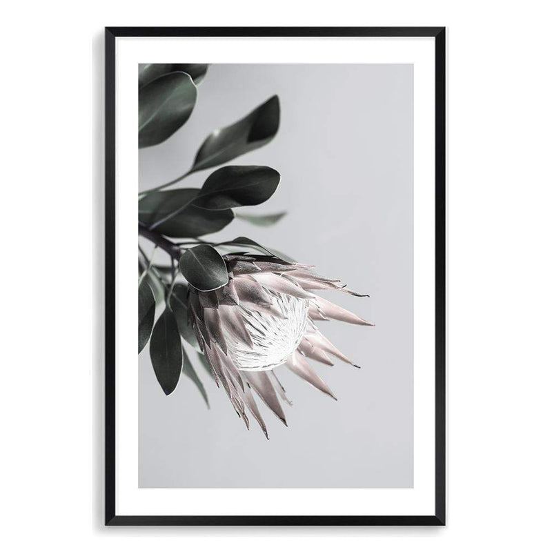 Blush Protea Flower-The Paper Tree-blooms,blush,dusty pink,floral,flower,flowers,hamptons,pink,pink flower,pink protea,portrait,premium art print,protea,protea flower,protea flowers,wall art,Wall_Art,Wall_Art_Prints