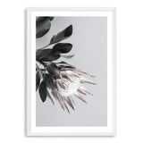 Blush Protea Flower-The Paper Tree-blooms,blush,dusty pink,floral,flower,flowers,hamptons,pink,pink flower,pink protea,portrait,premium art print,protea,protea flower,protea flowers,wall art,Wall_Art,Wall_Art_Prints